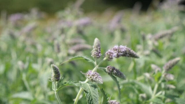 fragrant herbs of wild mint close up, large group of flowering herbs blown by the wind