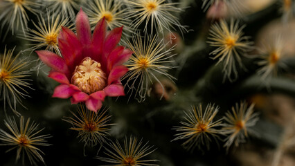 Dark pink cactus flowers with you around the white flowers.