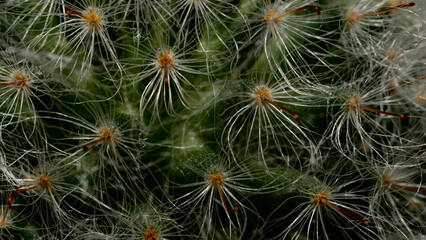 The appearance of the cacti's hair is white.