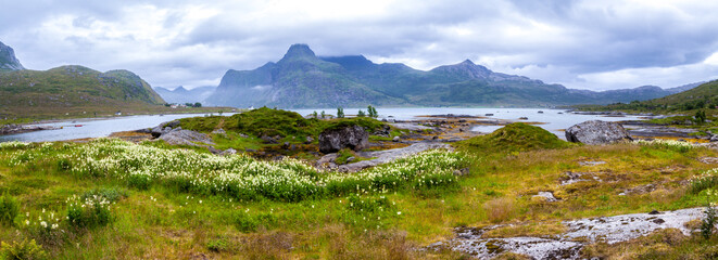 A majestic picturesque panorama of flowering onions, rocks and stones on the shores of the Norwegian Fjord surrounded by high rocky mountains. Lofoten Islands.