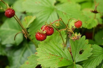 Walderdbeeren