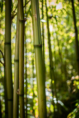 Obraz premium nature, rivers, falls, fall, waterfalls, bamboo, waves, ocean, winter, spring, rainbows, garden, flowers, island, sunset, California, San Diego, San Francisco 