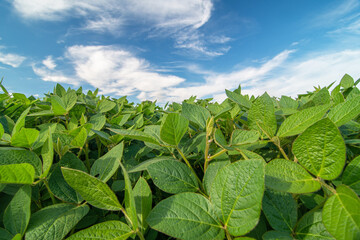 Close up of soy plants growing in a soy field
