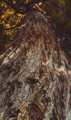 nature, rivers, falls, fall, waterfalls, bamboo, waves, ocean, winter, spring, rainbows, garden, flowers, island, sunset, California, San Diego, San Francisco 