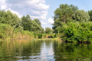 Thickets of reeds on the swampy banks of a river in Louisiana, USA