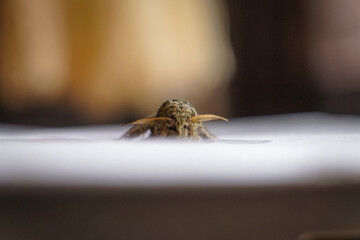 Beautiful fuzzy moth sleeping on top of white paper