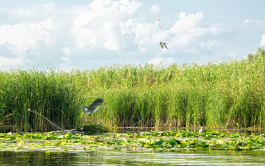 Gray heron and marshland nature of Louisiana. US Natural Park