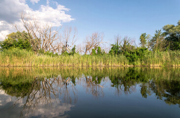 Thickets of reeds on the swampy banks of a river in Louisiana, USA