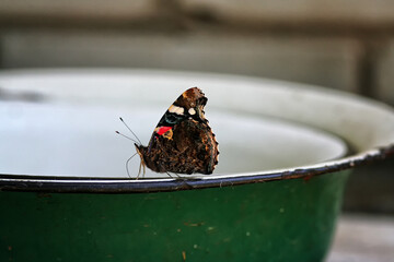 Summer butterfly perched on a dish,Beautiful summer landscape..