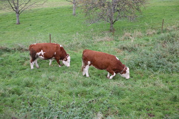 Fototapeta na wymiar Large animals on the pasture in summer
