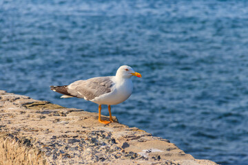 Obraz premium Portrait of the seagull against the Black sea