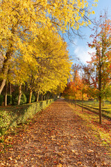 Trees with colourful foliage in the autumn sun