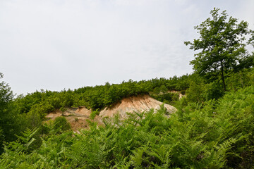 Landschaft mit gr&uuml;nen Farnen und B&auml;umen in Albanien