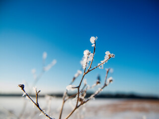 Icy branch in front of the landscape