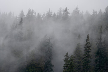 Foggy Temperate Rainforest, Alaska