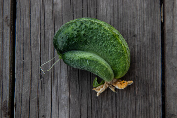 Funny cucumber grown together from two