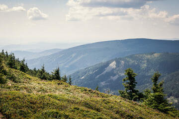 Fototapeta premium View at mountain range from Red hill at summer day. Nature in Jeseniky mountains, Czech republic. 
