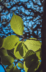 nature, rivers, falls, fall, waterfalls, bamboo, waves, ocean, winter, spring, rainbows, garden, flowers, island, sunset, California, San Diego, San Francisco 