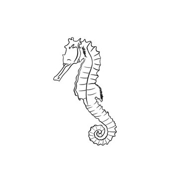 Simple sketch illustration of a seahorse