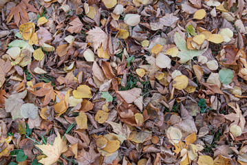 Autumn season with different coloured leaves on the lawn