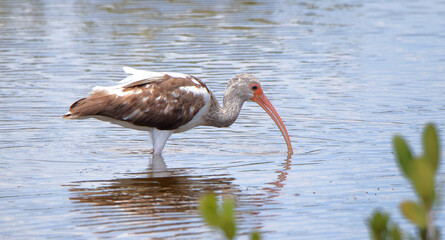 Immature white ibis feeding in shallow water