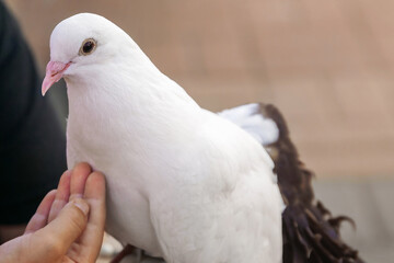 girl feeds snow-white pigeon with her hand close-up