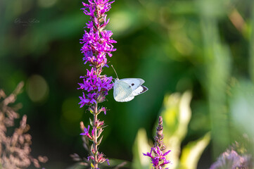 Ptak na łące © Foto Kadr