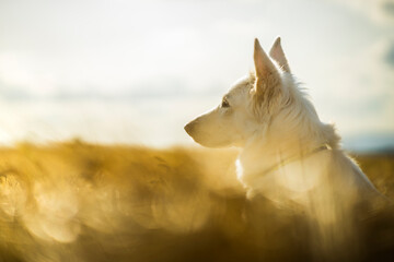 white swiss shepherd dog in the field of wheat, sunshine day
