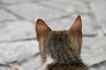 Hinterkopf Gestreifte Katze verschmust Kater