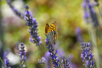 Silver-washed Fritillary butterfly (Argynnis paphia) with partially open wings sitting on lavender in Zurich, Switzerland
