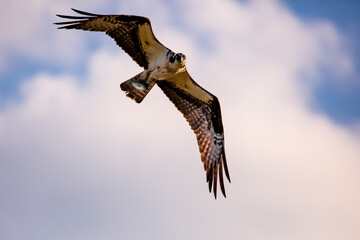 Osprey (Pandion haliaetus) flying with a fish, with copy space