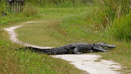 American alligator basking on a hiking trail