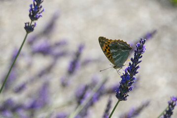 Silver-washed Fritillary butterfly (Argynnis paphia) sitting on lavender in Zurich, Switzerland