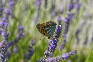 Silver-washed Fritillary butterfly (Argynnis paphia) sitting on lavender in Zurich, Switzerland