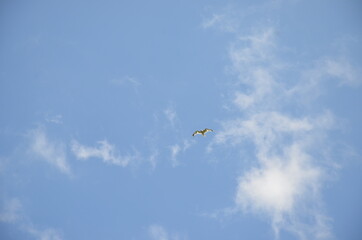 seagull flying in the sky