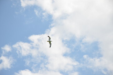 seagull flying in the sky