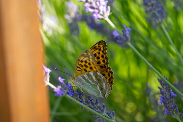 Silver-washed Fritillary butterfly (Argynnis paphia) sitting on lavender in Zurich, Switzerland