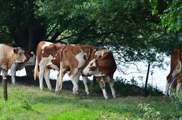 Fototapeta na wymiar loving cow