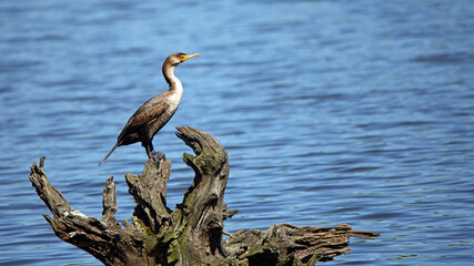 Cormorant perched on dead tree in a pond