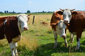 Naklejka na ściany i meble cows in a field close-up