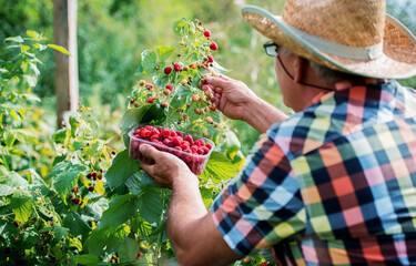 Gardening. Senior man working in the garden, picking raspberries. Hobbies and leisure