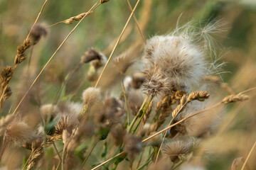 Fluffy plant in the field. Fluffy plant in a field illuminated by golden light