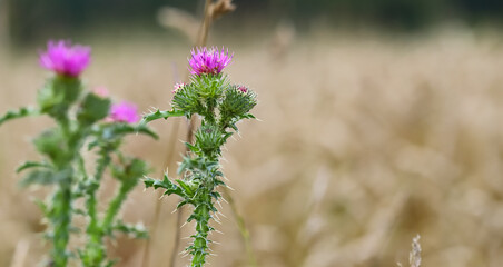 Beautiful thistle flower. Pink burdock flowers close up. Herbaceous plants - milk thistle, cardio. Medicinal plant for medicine and cosmetology. Shallow depth of field, blurred background. Summer.