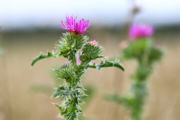 Beautiful thistle flower. Pink burdock flowers close up. Herbaceous plants - milk thistle, cardio....