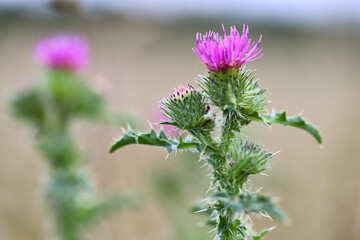 Beautiful thistle flower. Pink burdock flowers close up. Herbaceous plants - milk thistle, cardio. Medicinal plant for medicine and cosmetology. Shallow depth of field, blurred background. Summer.