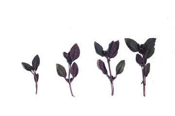 four red basil spurs isolated on white background flat lay