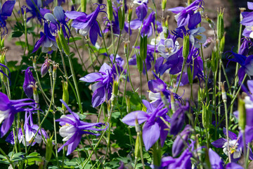 Columbine Aquilegia Caerulea flower. Rocky Mountain Aquilegia