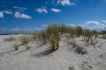 Strandhafer in den D&uuml;nen auf Sylt