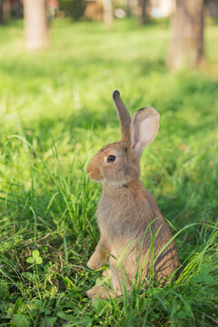 Cute young rabbit sat up on hind legs in natural surroundings of green grass. Rabbit is facing left. Shallow dof. Vertical orientation.