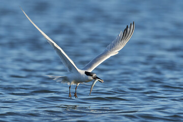 Sandwich tern (Thalasseus sandvicensis)